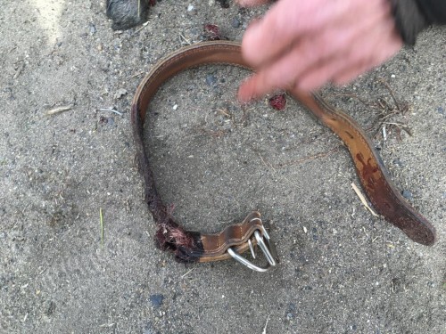 В Домбаровском районе возбуждено уголовное дело по факту жестокого обращения с животным