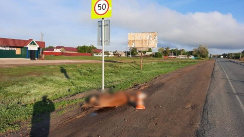 Полицейские Кувандыка устанавливают обстоятельства аварии с участием животных