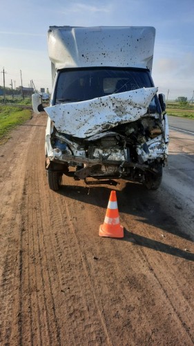 Полицейские Кувандыка устанавливают обстоятельства аварии с участием животных