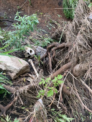 В Грачевском районе подростки-рыбаки обнаружили человеческий череп.