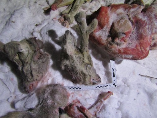 Первомайские полицейские направили в суд уголовное дело по факту незаконной охоты Первомайские полицейские направили в суд уголовное дело по факту незаконной охоты