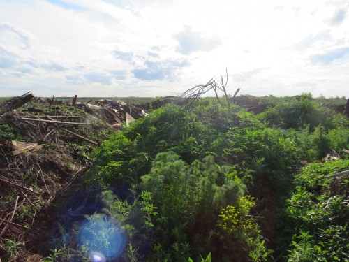 Саракташские участковые задержали мужчину, собиравшего коноплю