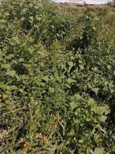 Полицейские изъяли наркотики у 35-летнего жителя Ясненского района