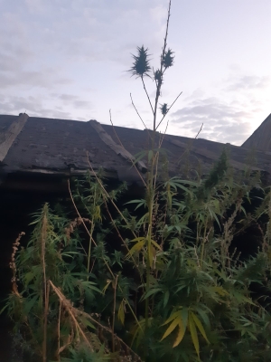 Полицейские Сорочинского городского округа изъяли у 48-летнего местного жителя наркотическое средство