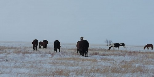 Сотрудники полиции Светлинского района вернули хозяйке 14 лошадей Сотрудники полиции Светлинского района вернули хозяйке 14 лошадей