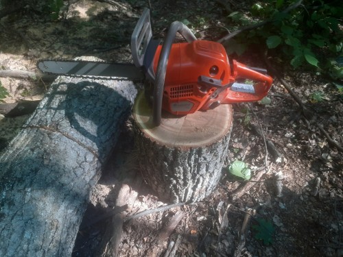 В Абдулино возбуждено уголовное дело по факту незаконной рубки лесных насаждений