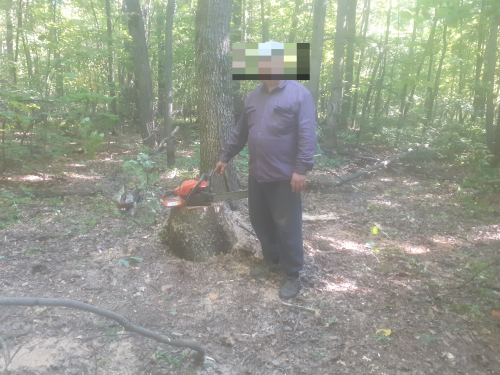 В Абдулино возбуждено уголовное дело по факту незаконной рубки лесных насаждений В Абдулино возбуждено уголовное дело по факту незаконной рубки лесных насаждений