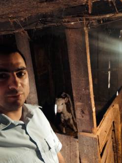 В Тоцком районе похитили маленького телёнка