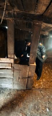 В Тоцком районе похитили маленького телёнка