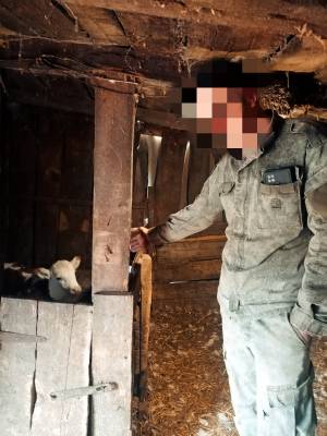 В Тоцком районе похитили маленького телёнка