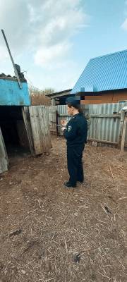 В Тоцком районе похитили маленького телёнка