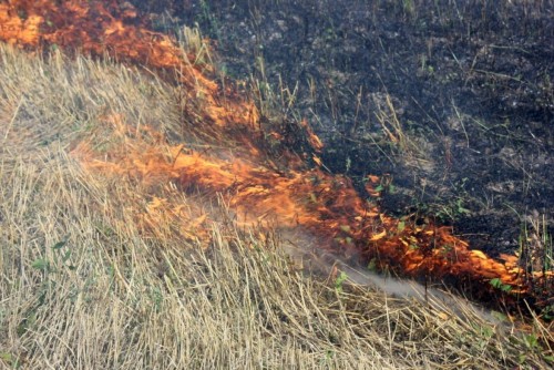 Возле Оренбурга горит сухая трава Возле Оренбурга горит сухая трава