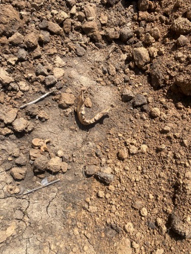 В оренбургском районе обнаружен скелет человека