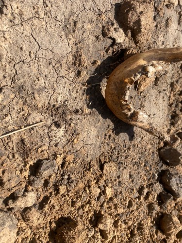 В оренбургском районе обнаружен скелет человека