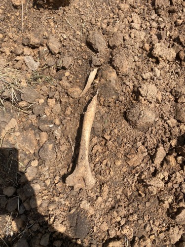 В оренбургском районе обнаружен скелет человека