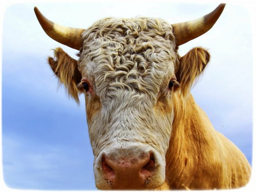 Бык ударил скотника в Александровском районе Бык ударил скотника в Александровском районе