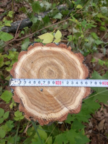 Дознавателем Отделения МВД России по Шарлыкскому району возбуждено уголовное дело по факту незаконного спила дуба Дознавателем Отделения МВД России по Шарлыкскому району возбуждено уголовное дело по факту незаконного спила дуба