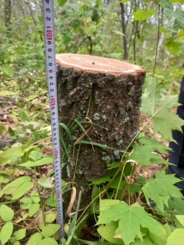 Дознавателем Отделения МВД России по Шарлыкскому району возбуждено уголовное дело по факту незаконного спила дуба Дознавателем Отделения МВД России по Шарлыкскому району возбуждено уголовное дело по факту незаконного спила дуба