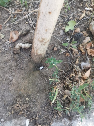 В Оренбурге сотрудники ППС задержали иностранных граждан, подозреваемых в сбыте наркотиков В Оренбурге сотрудники ППС задержали иностранных граждан, подозреваемых в сбыте наркотиков