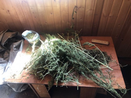 На территории Оренбургской области проведен 1 этап операции «Мак – 2023»