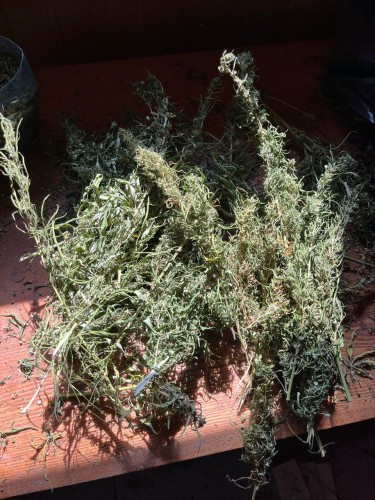 На территории Оренбургской области проведен 1 этап операции «Мак – 2023»