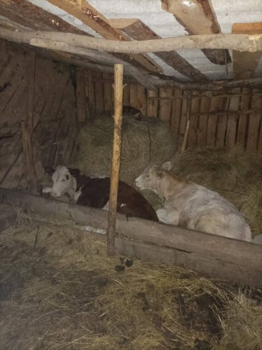 Саракташские полицейские по горячим следам задержали скотокрадов Саракташские полицейские по горячим следам задержали скотокрадов