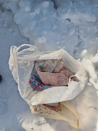 Оренбургскими полицейскими задержаны подозреваемые в краже свиньи Оренбургскими полицейскими задержаны подозреваемые в краже свиньи