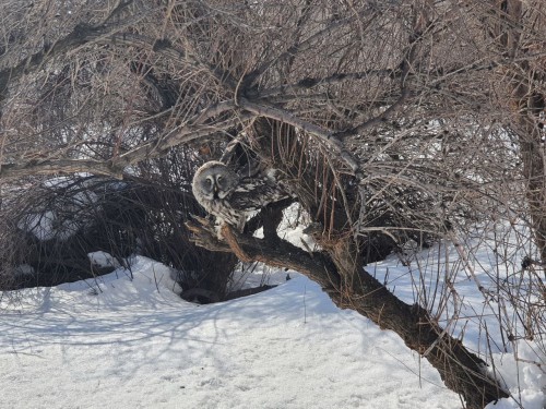 Совы прилетели в Оренбург из-за наста