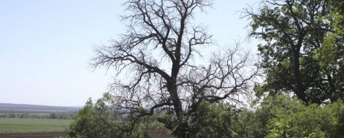 В селе Мотовилово Бузулукского района мать порезала сына В селе Мотовилово Бузулукского района мать порезала сына