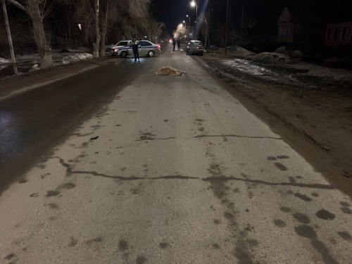 ГИБДД Сорочинска устанавливает обстоятельства ДТП, в котором погиб пешеход