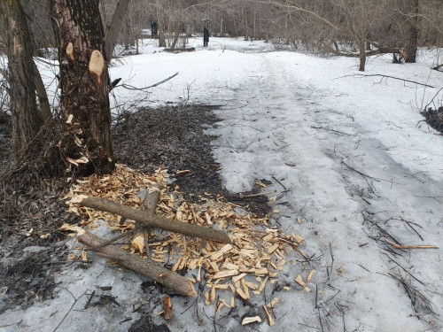 В Бузулукском бору бобра застали за работой В Бузулукском бору бобра застали за работой