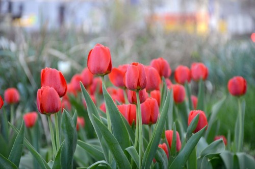 Этой весной на клумбах Оренбурга зацвели более 280 тысяч тюльпанов