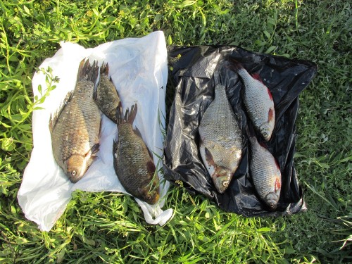 В Домбаровском районе полицейский задержал браконьера, незаконно рыбачившего на реке Орь В Домбаровском районе полицейский задержал браконьера, незаконно рыбачившего на реке Орь