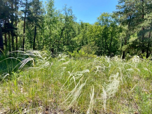 В Бузулукском бору зацвёл ковыль