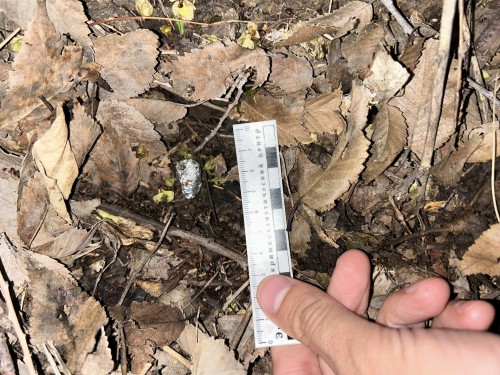 В Новотроицке инспекторы ДПС задержали пешехода, подозреваемого в незаконном обороте наркотиков В Новотроицке инспекторы ДПС задержали пешехода, подозреваемого в незаконном обороте наркотиков