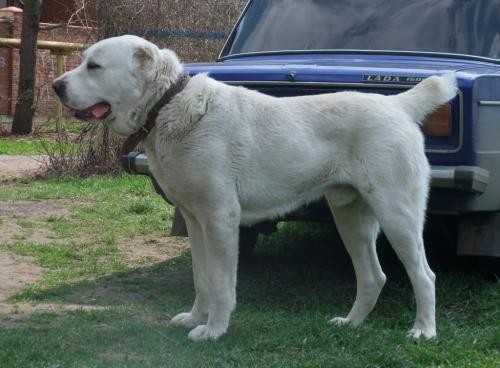 В Бугурусланском районе участковому пришлось стрелять в агрессивную собаку В Бугурусланском районе участковому пришлось стрелять в агрессивную собаку