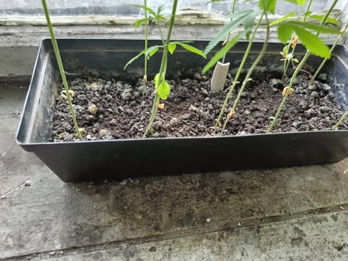 В Новотроицке полицейские обнаружили 19 кустов конопли в квартире местного жителя