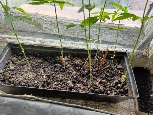 В Новотроицке полицейские обнаружили 19 кустов конопли в квартире местного жителя В Новотроицке полицейские обнаружили 19 кустов конопли в квартире местного жителя