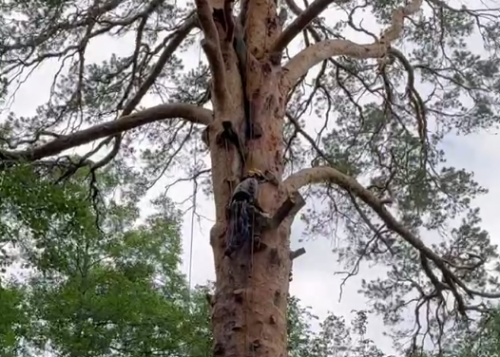 Царице-сосне в экопарке Бузулукский бор сделали «косметическую стрижку»