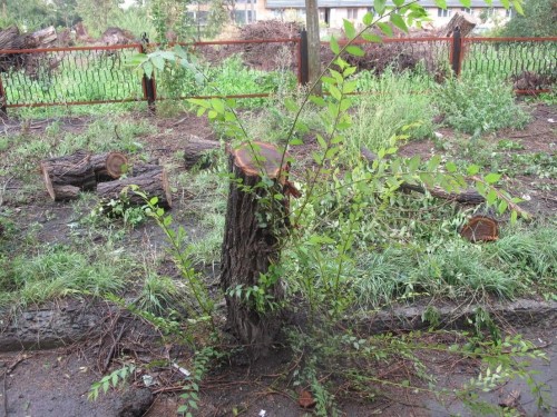 Полицейские в Орске проверяют законность вырубки деревьев Полицейские в Орске проверяют законность вырубки деревьев