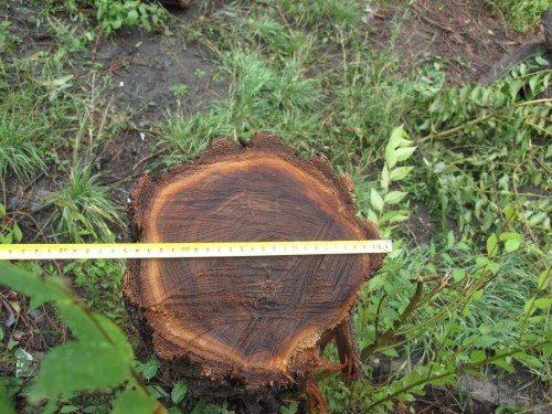 Полицейские в Орске проверяют законность вырубки деревьев Полицейские в Орске проверяют законность вырубки деревьев