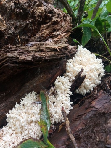 В Бузулукском бору растут необычные грибы В Бузулукском бору растут необычные грибы