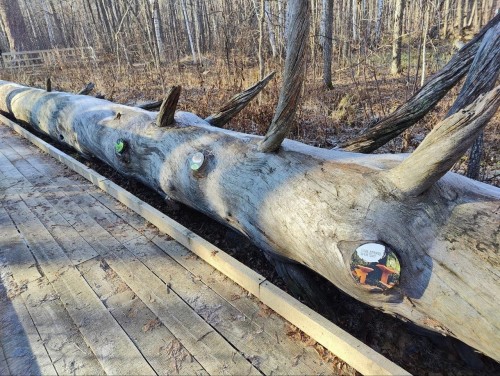 В Бузулукском бору усилили охрану из-за вандализма: