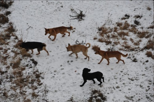 В Ростошах введен карантин по бешенству В Ростошах введен карантин по бешенству