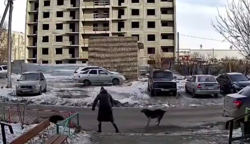 Бастрыкин поручил возбудить уголовное дело в связи с нападением бродячих собак на жительницу города Орска Бастрыкин поручил возбудить уголовное дело в связи с нападением бродячих собак на жительницу города Орска