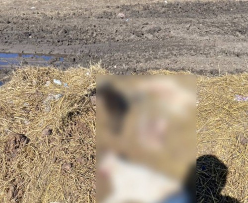 В Ташлинском районе завелся "Шариков": он убивает котов