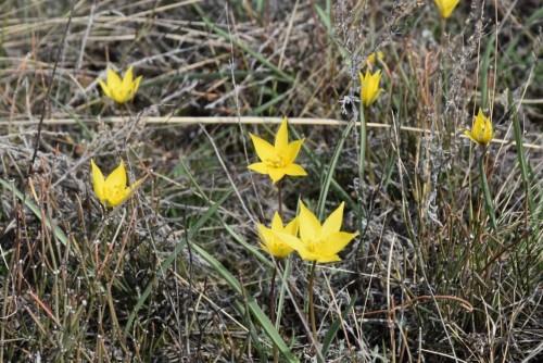 Минприроды Оренбуржья: ни одно краснокнижное растение не пострадало