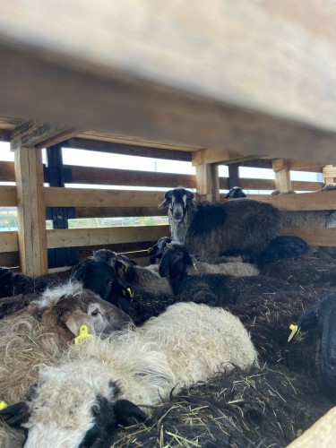 В Оренбуржье пресечена попытка незаконного вывоза 160 овец в Киргизию