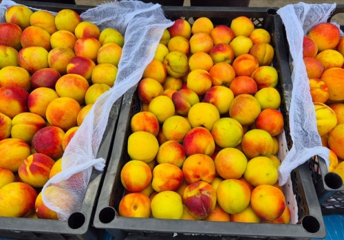 В Оренбуржье обнаружили более тысячи тонн зараженных нектаринов из Узбекистана