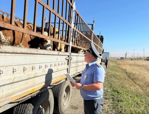 В Оренбуржье пресекли попытку вывоза более тысячи голов скота за границу В Оренбуржье пресекли попытку вывоза более тысячи голов скота за границу